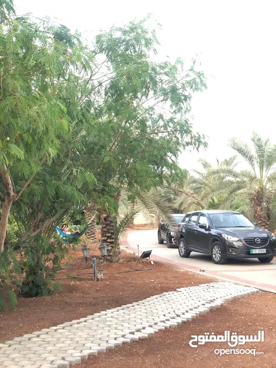 مزرعة في الشونة الجنوبية / غور نمرين - ref: 12165