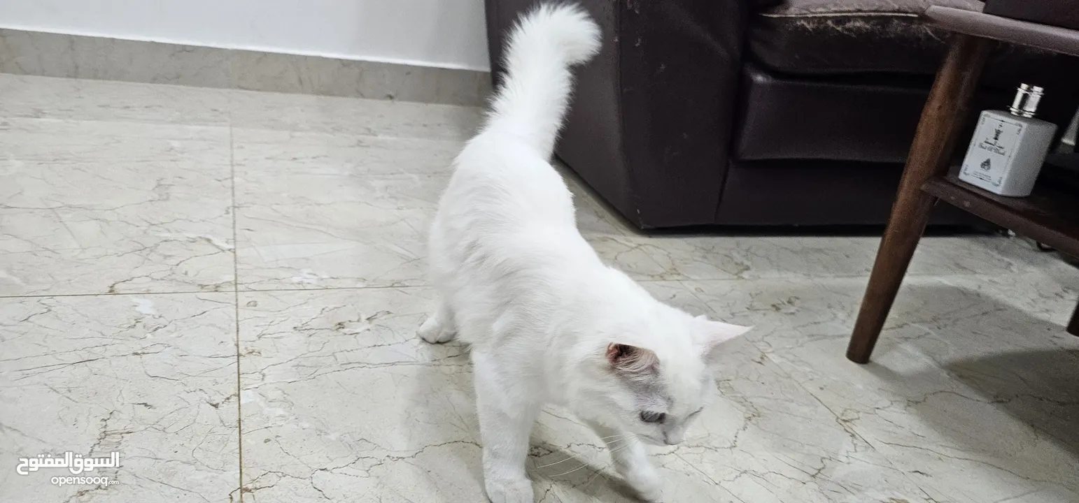 "قطة فارسية/أنجورا ساحرة عمرها 5 أشهر - فرو أبيض وعيون بنية فاتحة!" Charming 5-Month-Old Persian cat