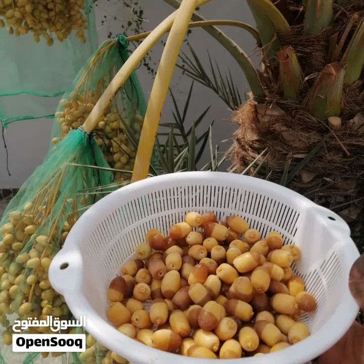 لتنظيف النخيل والواشنتونيا والاهتمام بالحدائق والثمار بكافه انواعها