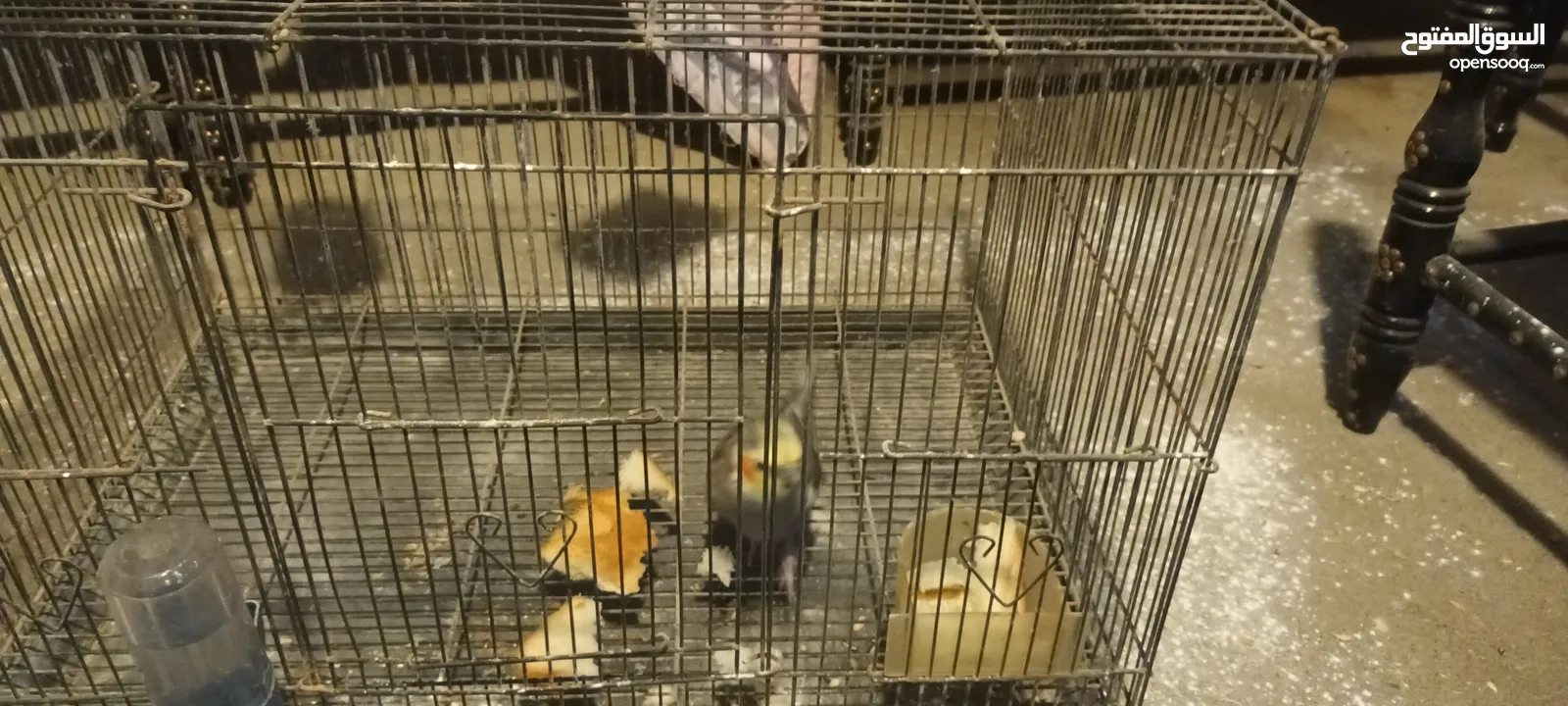 للبيع طير واحد للانتاج المواصفات في الوصف