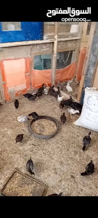 صيصان جاج اعمار مشكله