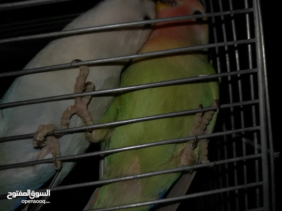 فرخين روز لون ازرق واخضر
