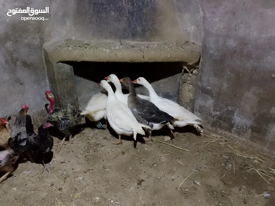 وز ابيض شغال للبيع