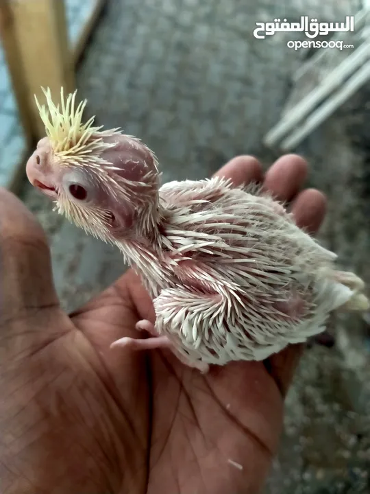 cockatiel chicks