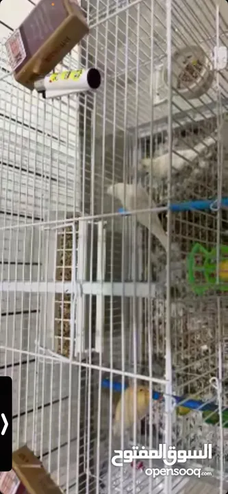 يوجد طيور كناري مميزة وجميلة في الخليل