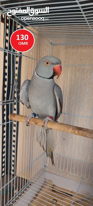 Rainbow lorikeet (265), Ring neck parrot (230) & Cockatiel (48)