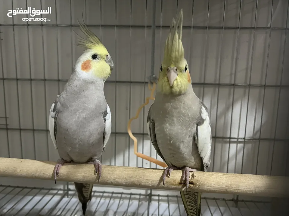 2 young home breed cockatiels for sale
