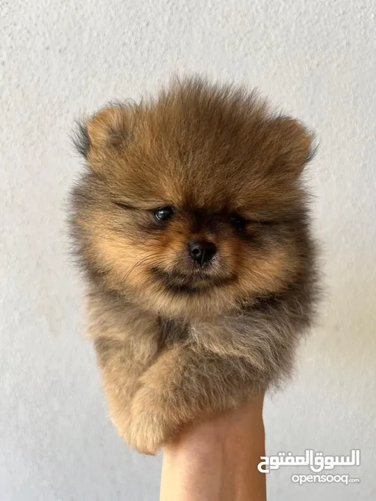 Pomeranian, 3 months كلب بوميرانيان ذكر عالي الجودة، عمره ثلاثة أشهر.