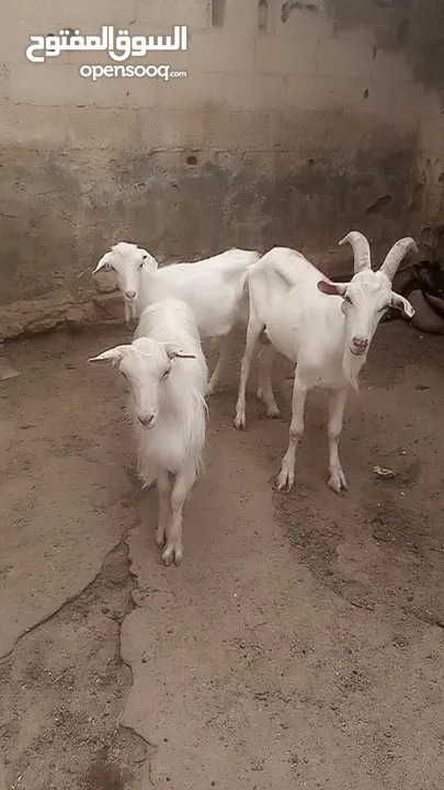 ماعز سانين اصلي