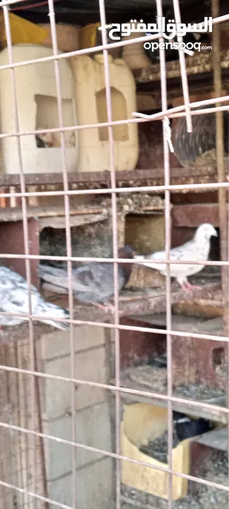 حمام فرنسي وبلدي ترباية منزل للبيع