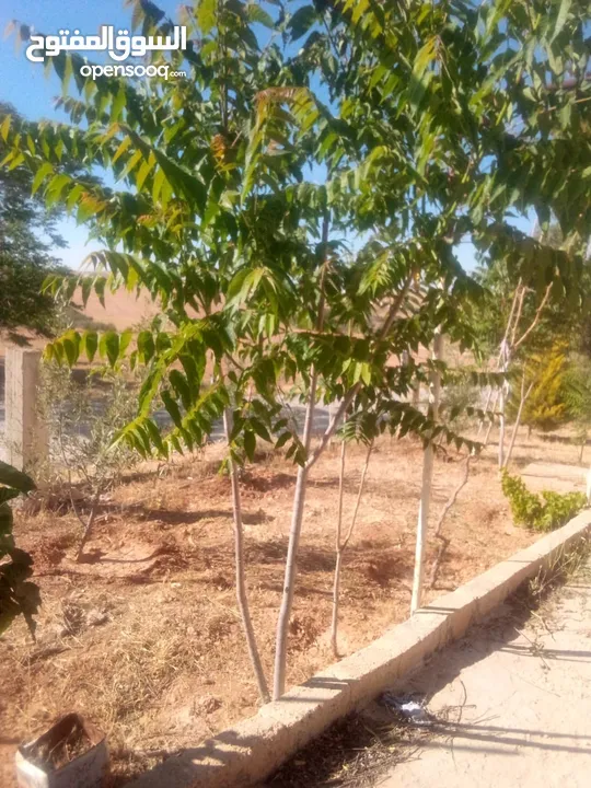 بيت للبيع في قريه دليله المطيرات شرق مادبا