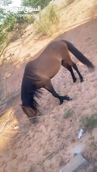 حصان 5 سنه