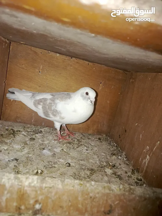 طيور حمام للبيع