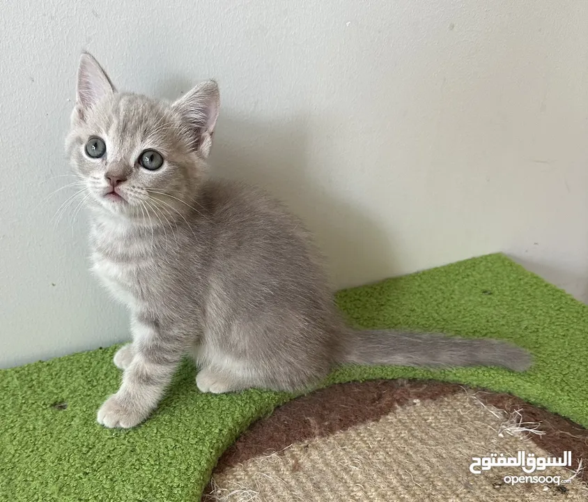 American curl , British short hair