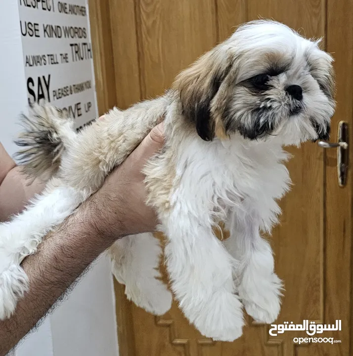 Adorable 6-Month-Old Female Shih Tzu Puppy  