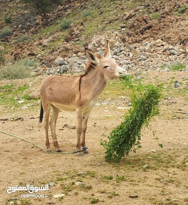 للبيع جحشه او حماره جعلانيه العمر 10 شهور