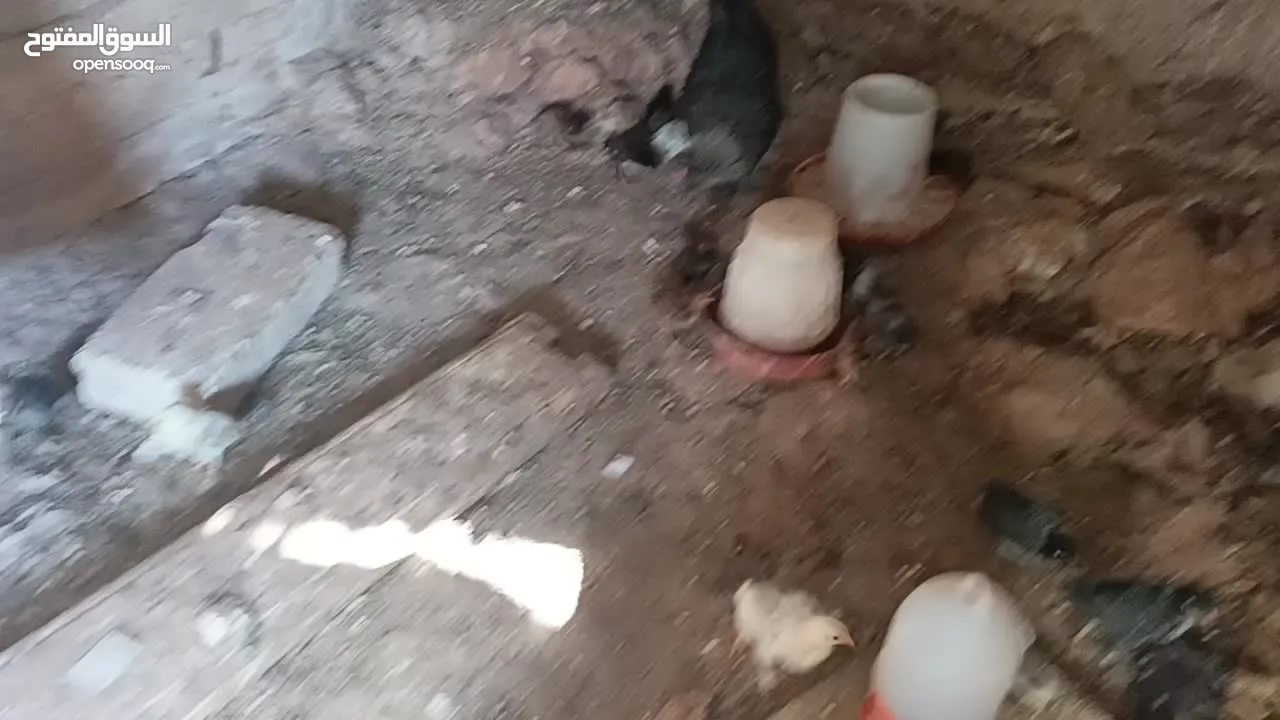 3 جاجات مع فراخهم