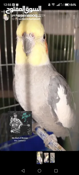 عصفور كوكتيل للبيع