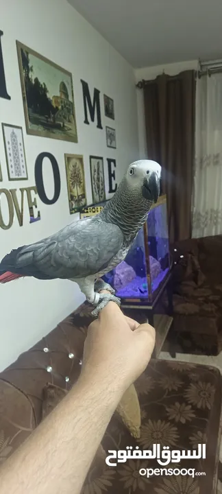 كاسكو عمر سنه 4شهور ومكلم أليف عيون مكحله
