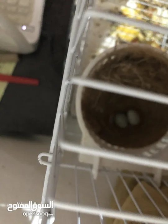 Canary Breading pair