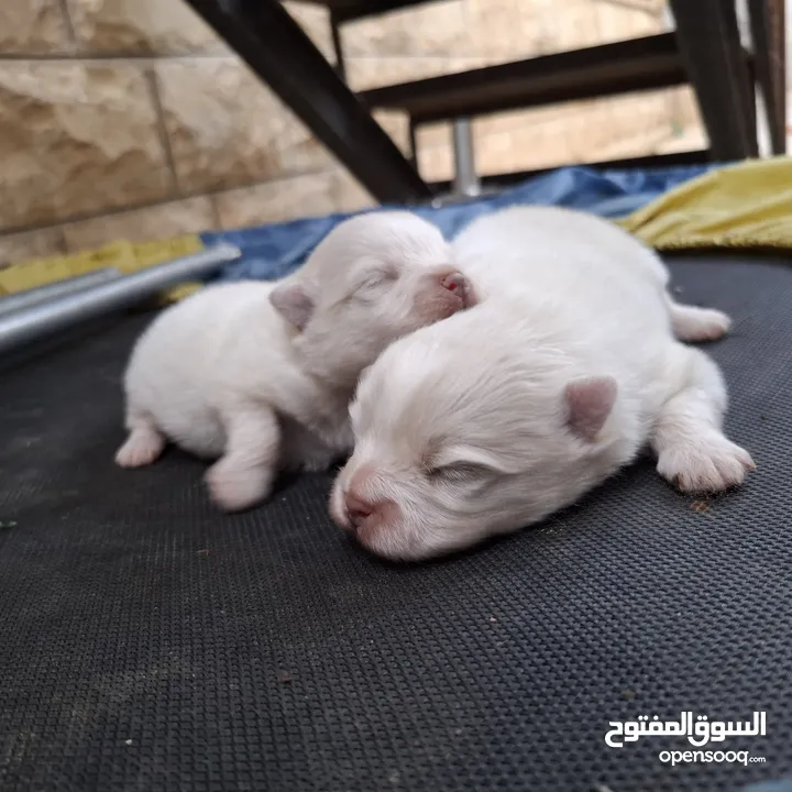كلاب بوميرينان صغار  للبيع