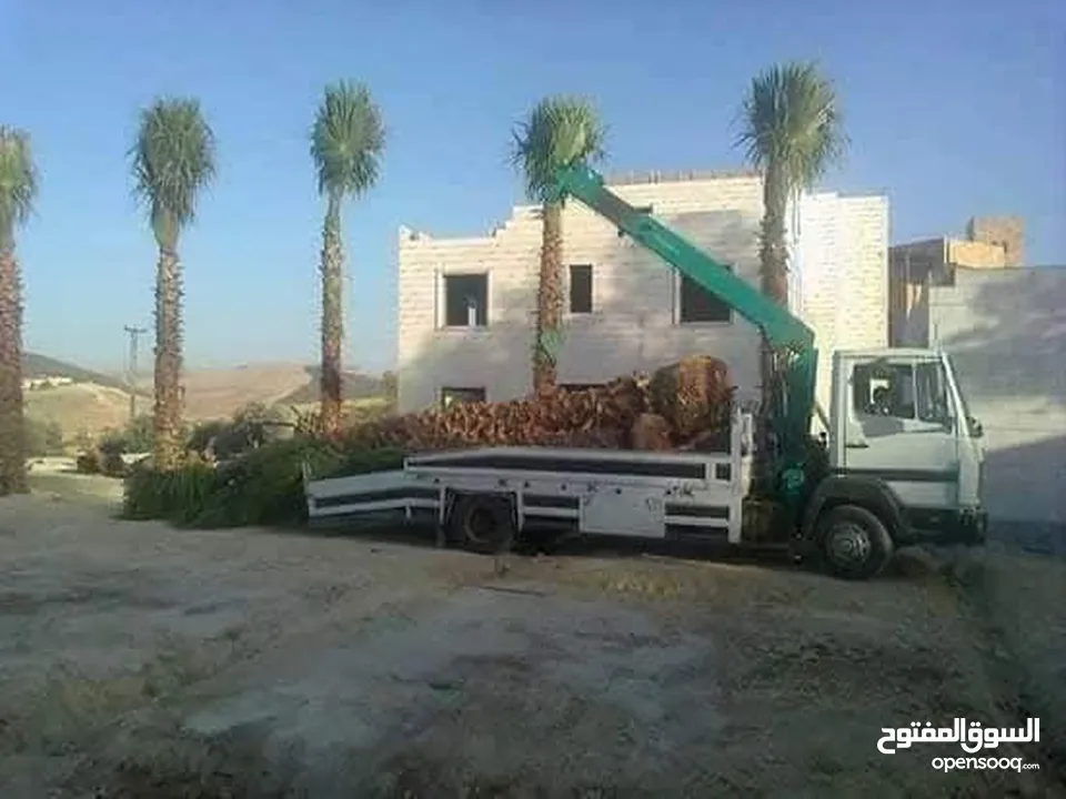 نخل مثمر جميع الارتفاعات