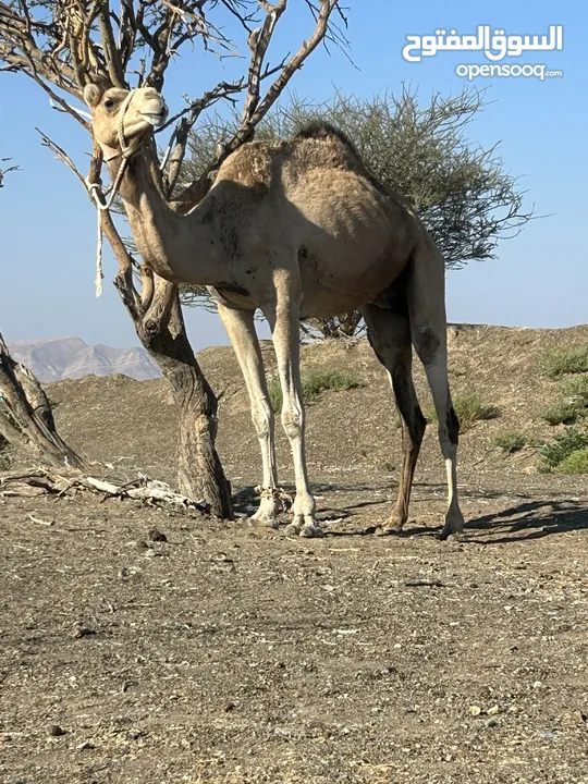 للبيع ناقه مدني