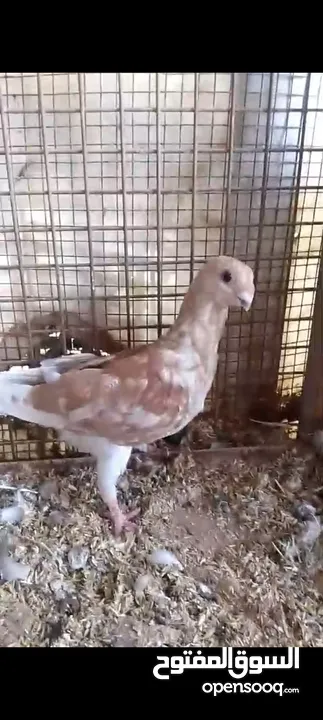 فراخ حمام بواقي للبيع