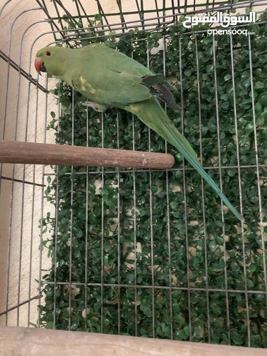 طيره ببغاء الدره وحبه أليفه فيها ريش اصفر نخب