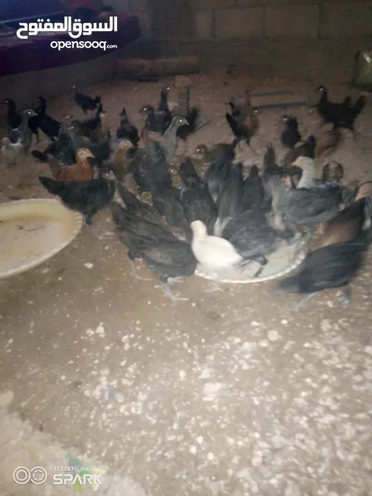 فراخ للبيع