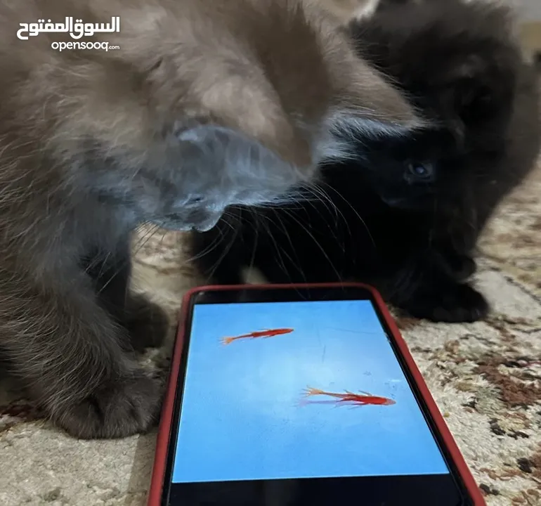 للمهتمين فقططط قطط للبيع سيامي وبريتش