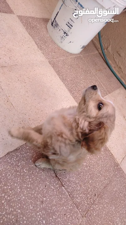 كلب عمر شهرين بيور