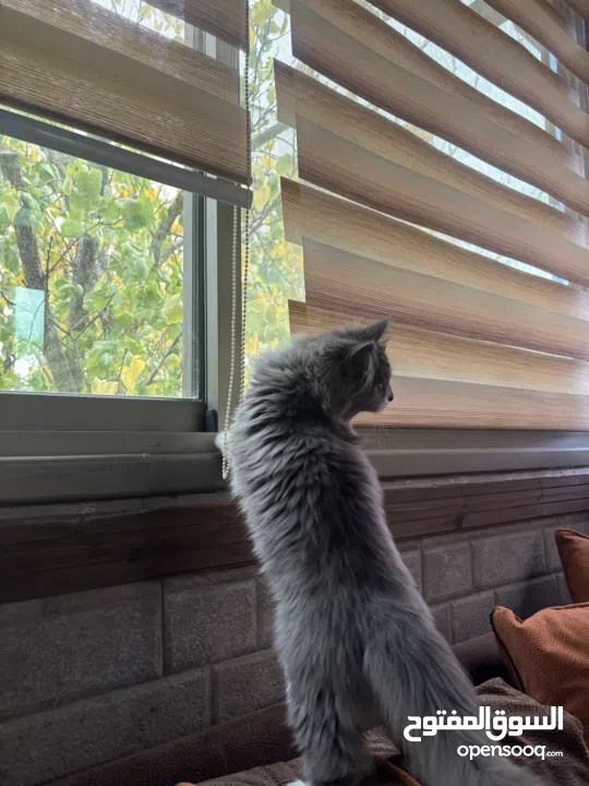 قطة شيرازي 5 اشهر - 5months  persian cat