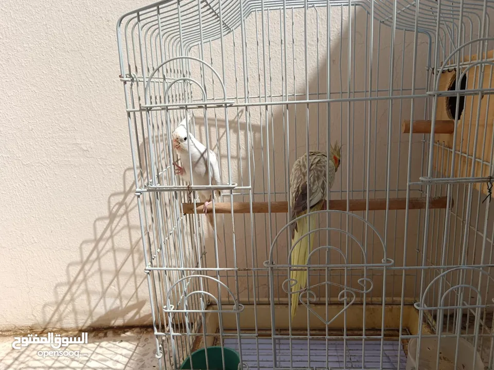birds with cage