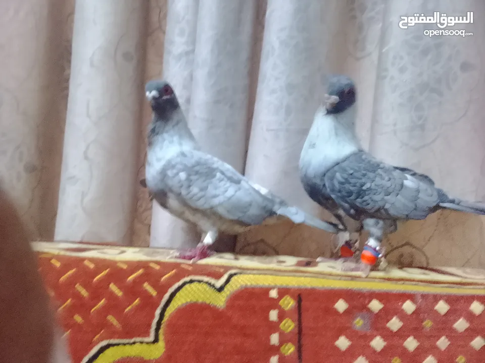 حمام جوز قراقطه بصلاة على النبي