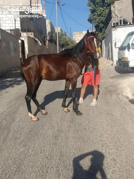 حصان ساغ سلم للبيع