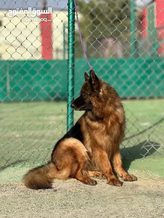 German shepherd