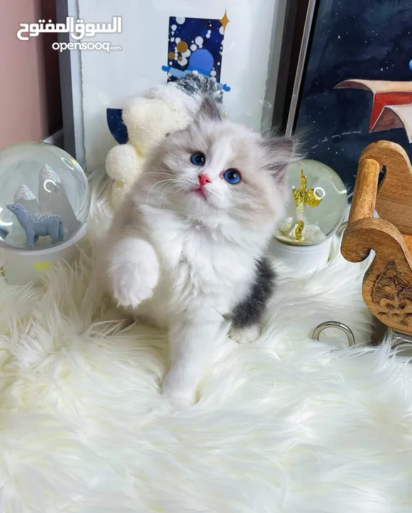 males and females Ragdoll kittens for Adoption, they are pure bred ragdoll kitten. UAE bred.