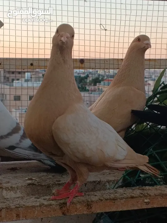 تشكيلة حمام مع جوز انجليزيات صفر نخب