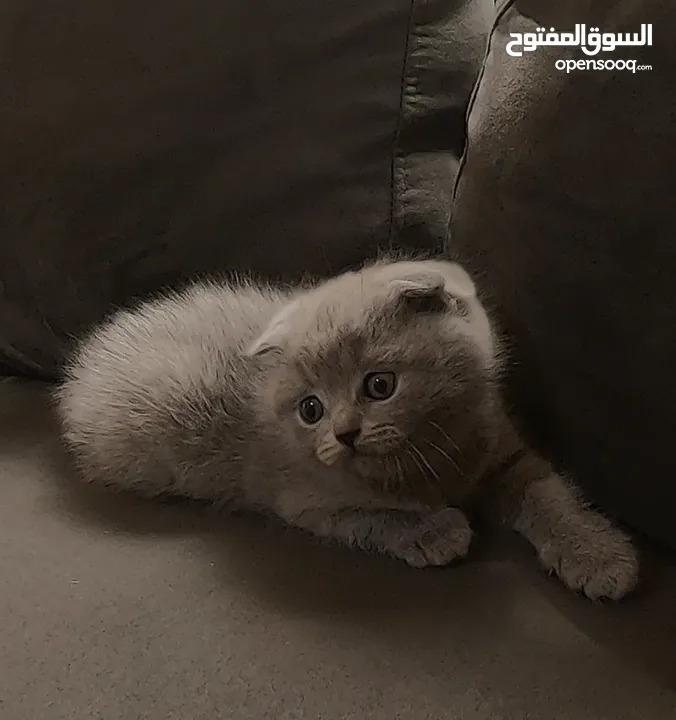 أنثى سكوتش فولد