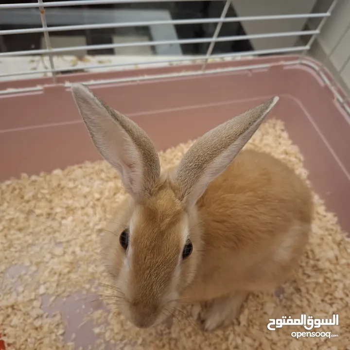 rabbit cute with cage for sale
