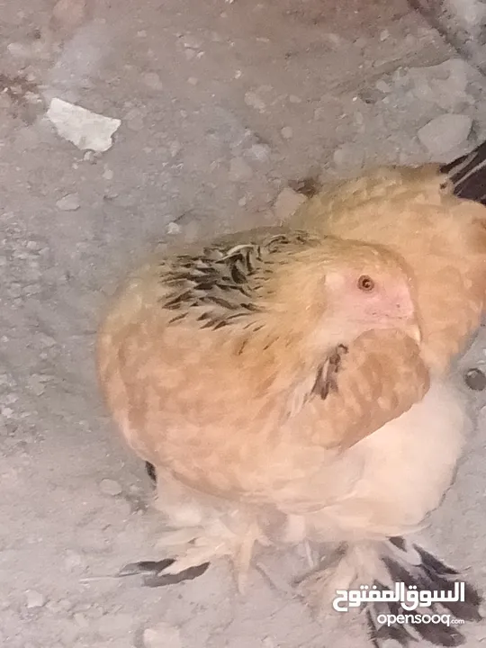 بيض براهما+صيصان براهما