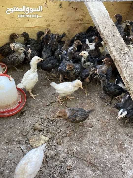 صيصان بلدي
