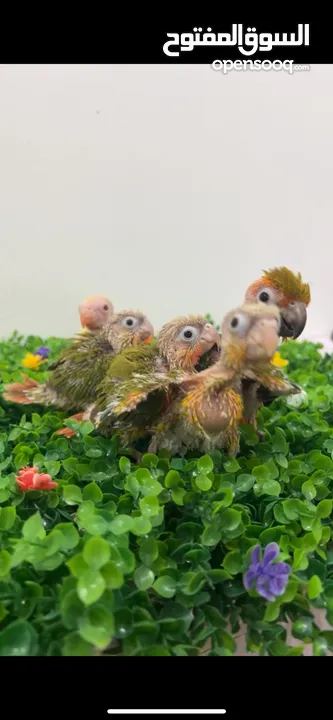 فروخ غر كنيورات ومتاتو