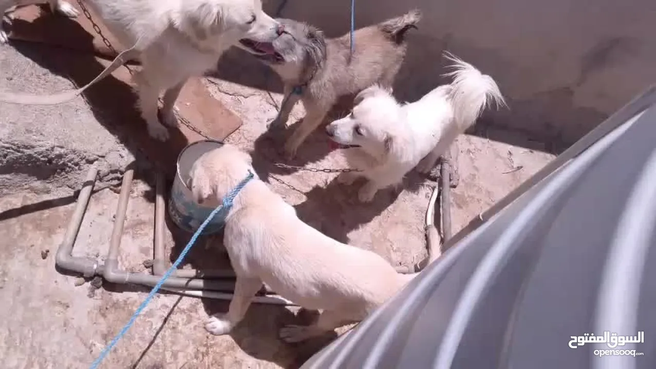 كلاب للبيع ثلث ذكور وانثى