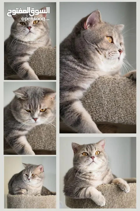 Scottish British shorthair longhair kittens British shorthair Scottish fold kittens Scottish