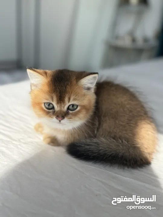 Munchkin Scottish fold and street