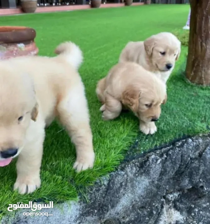 Golden retriever puppies are available