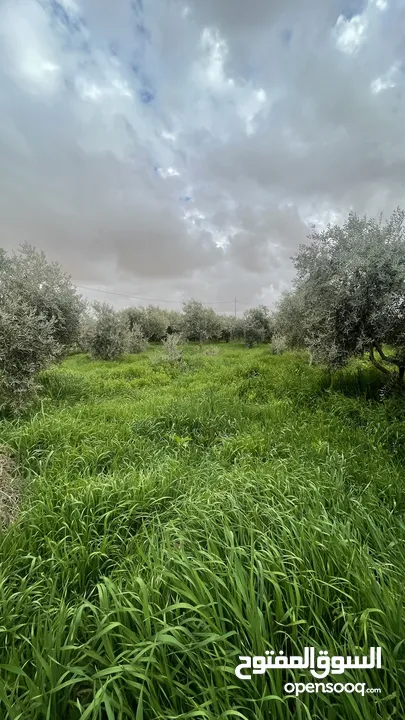 مزرعة للبيع او الضمان