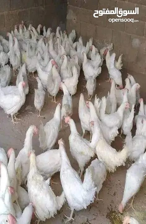 دجاج تونسي بياض